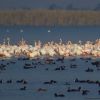 Akyatan Wildlife Improvement Area and RAMSAR Site