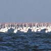 Akyatan Wildlife Improvement Area and RAMSAR Site