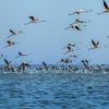 Akyatan Wildlife Improvement Area and RAMSAR Site